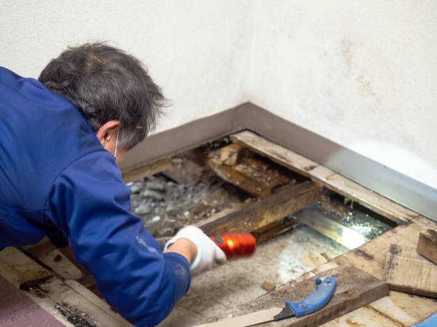Best White Mold Remediation in Califon, NJ