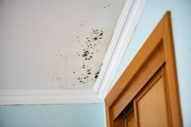 Best Kitchen Mold Remediation in Califon, NJ