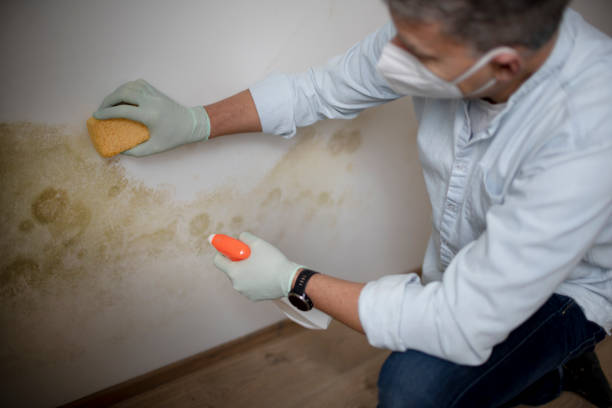 Best Bathroom Mold Remediation in Califon, NJ