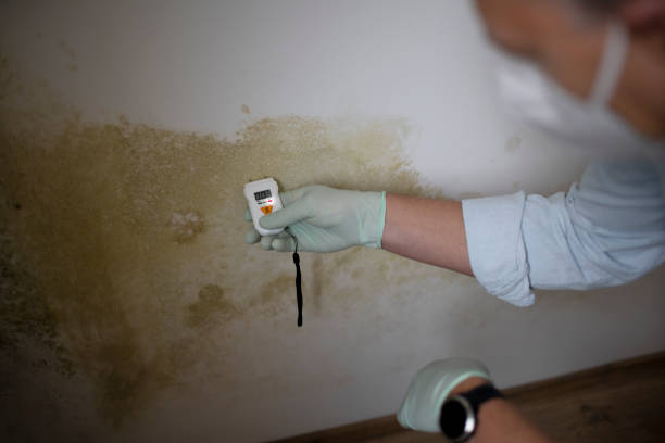 Best Mold Testing and Inspection Services in Califon, NJ