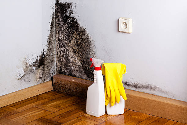 Best Mold Remediation for Schools in Califon, NJ