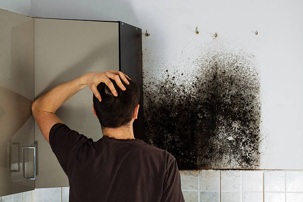 Best Black Mold Remediation in Califon, NJ