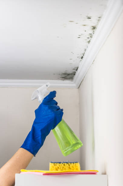 Trusted Califon, NJ Mold Remediation Experts